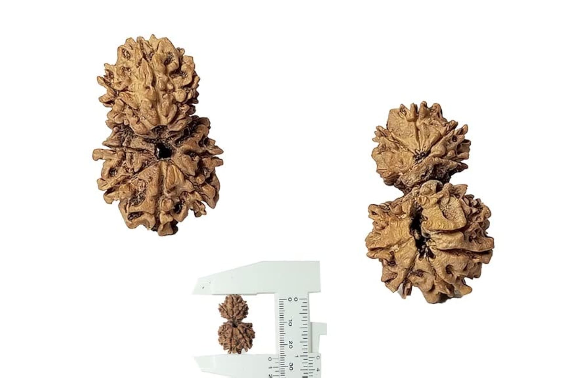 10 Mukhi Ganesh Gori Rudraksha Lab Certified Bead